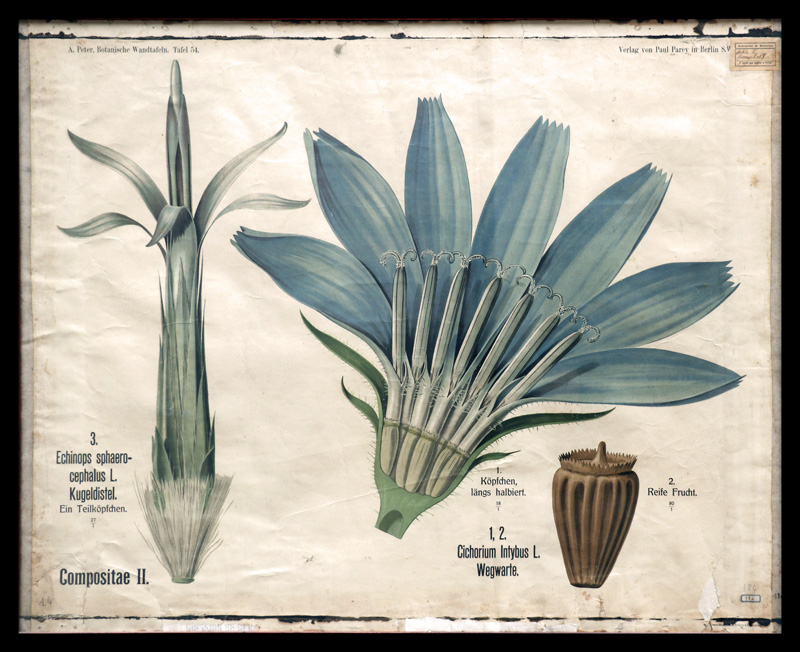 Tafel 54 Compositae